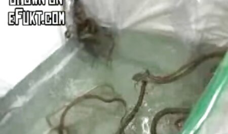 همسر کلیپ ماساژ سکسی آماتور با گل میخ سیاه و خلاق به اشتراک گذاشت